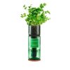 Coriander Hydro Herb Kit