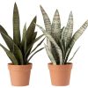 Faux Sansevieria in Pot