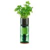 Flat Leaf Parsley Hydro Herb Kit