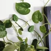 House Plant Climbing Clips